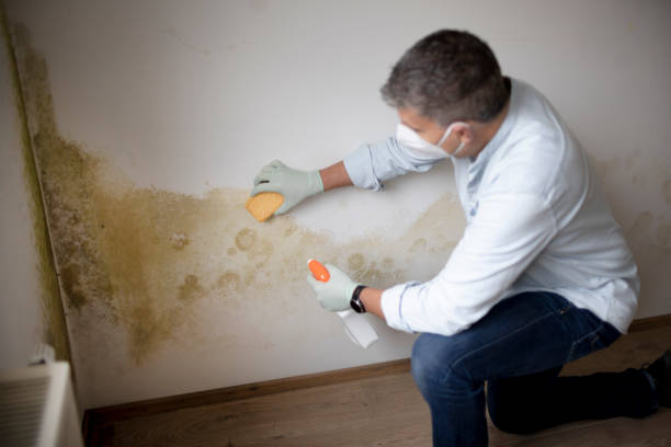 Best Mold Remediation for Healthcare Facilities  in Armonk, NY
