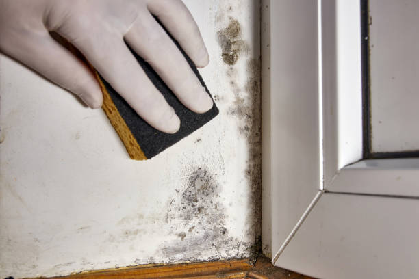 Best Mold Documentation for Insurance Claims  in Armonk, NY